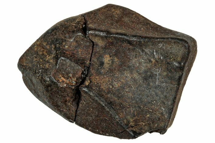 Fossil Triceratops Shed Tooth - Montana #350716